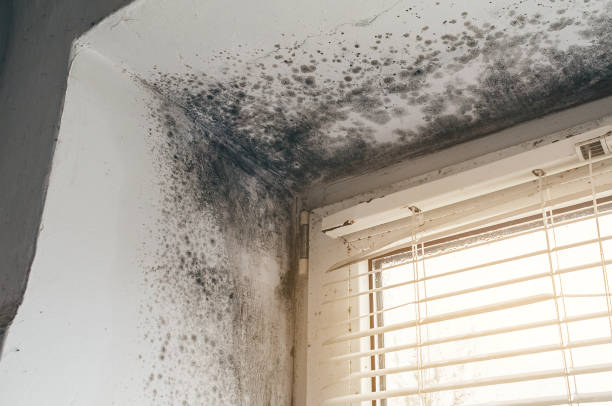 Affordable Commercial Mold Remediation solutions in Fredericksburg, VA